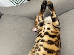 -喵zoo家庭繁育猫舍(尖东智能花园店)