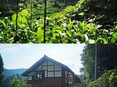 -梧桐山风景名胜区