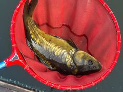 -酷鱼垂钓CLUB(朝阳区博大路店 )