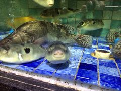 iphone_upload_pic-宝宇大连海鲜渔港(金奎大厦店)