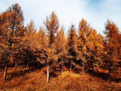 -塞罕坝国家级自然保护区