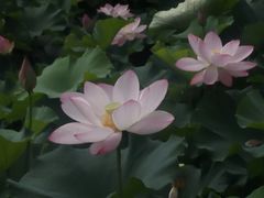 -荆川公园