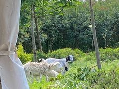 -紫颐香薰山谷景区