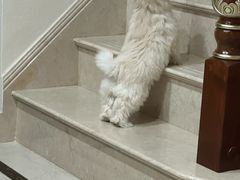 -翊宠yipet猫狗购宠庄园犬舍•猫舍