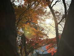 -秋霞圃