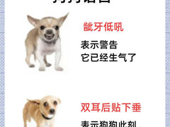 -萌宠之家·腊肠犬·马尔泰·小体犬舍