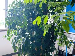 -三圣花乡旅游区