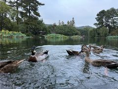 -西湖游船