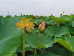 -嘉北郊野公园