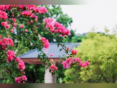 -福建鲤鱼洲酒店