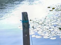 -莲花岛景区