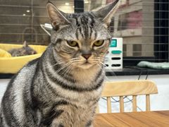 -楼上猫咖(罗湖店)