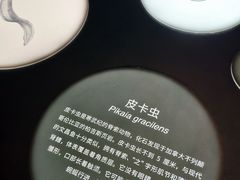 -凤凰中心