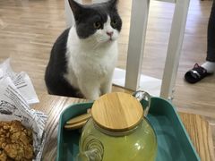 -李小姐の猫咖啡馆(五角场店)