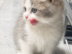 -欣宠猫屋·矮脚拿破仑·蓝金金渐层