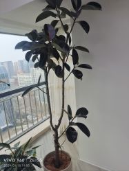 -HEYAN荷妍专业脱毛连锁机构