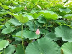 -莲花池公园