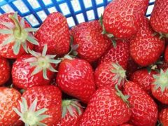 -聚缘草莓瓜果采摘基地(堵家村2店)