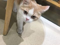 -藏猫猫咖啡主题馆(中央大道店)