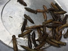 -泸沽湖国家级风景名胜区走婚桥