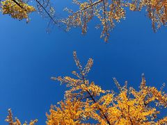 -三里屯东五街银杏大道