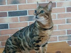 -蓝鲸·缅因猫舍