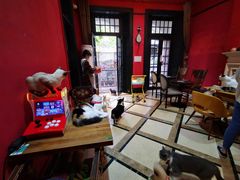 -猫色咖啡·猫咖