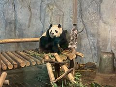 -深圳野生动物园