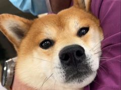 -宠颐生宠物医院·异宠猫科内科·诊疗中心宠巢店