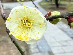 -香雪海