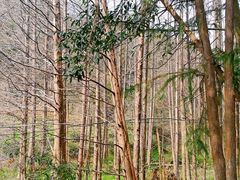-午潮山国家森林公园