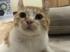 -猫和宫(六道口店)