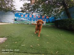 -宠物寄养训练学校