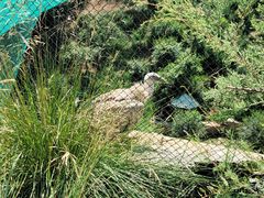 -青藏高原野生动物园