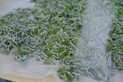 -太湖雪蚕桑文化园