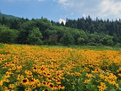 -武陵山森林公园