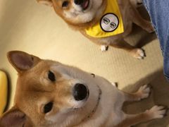 -逗柴咖啡屋·狗咖猫咖宠物桌游