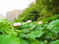 -金山公园