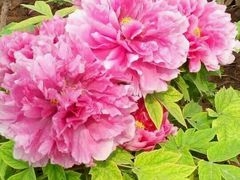 -洛阳郁金香牡丹园