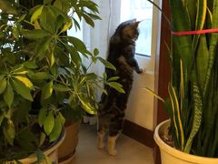 -北京赛佳动物医院