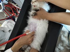 -瑞鹏宠物医院·骨科·猫科·内科(第一中心)