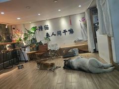 -李小姐の猫咖啡馆(五角场店)