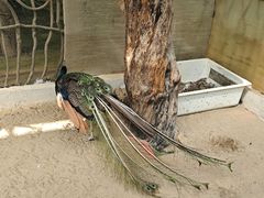 -呀路古热带植物园