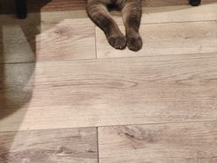 -袖虎·猫馆(体育西路店)