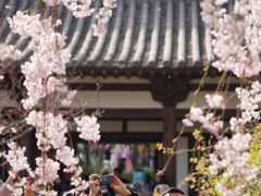 -西安青龙寺遗址景区