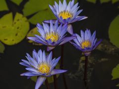 -国家植物园南园