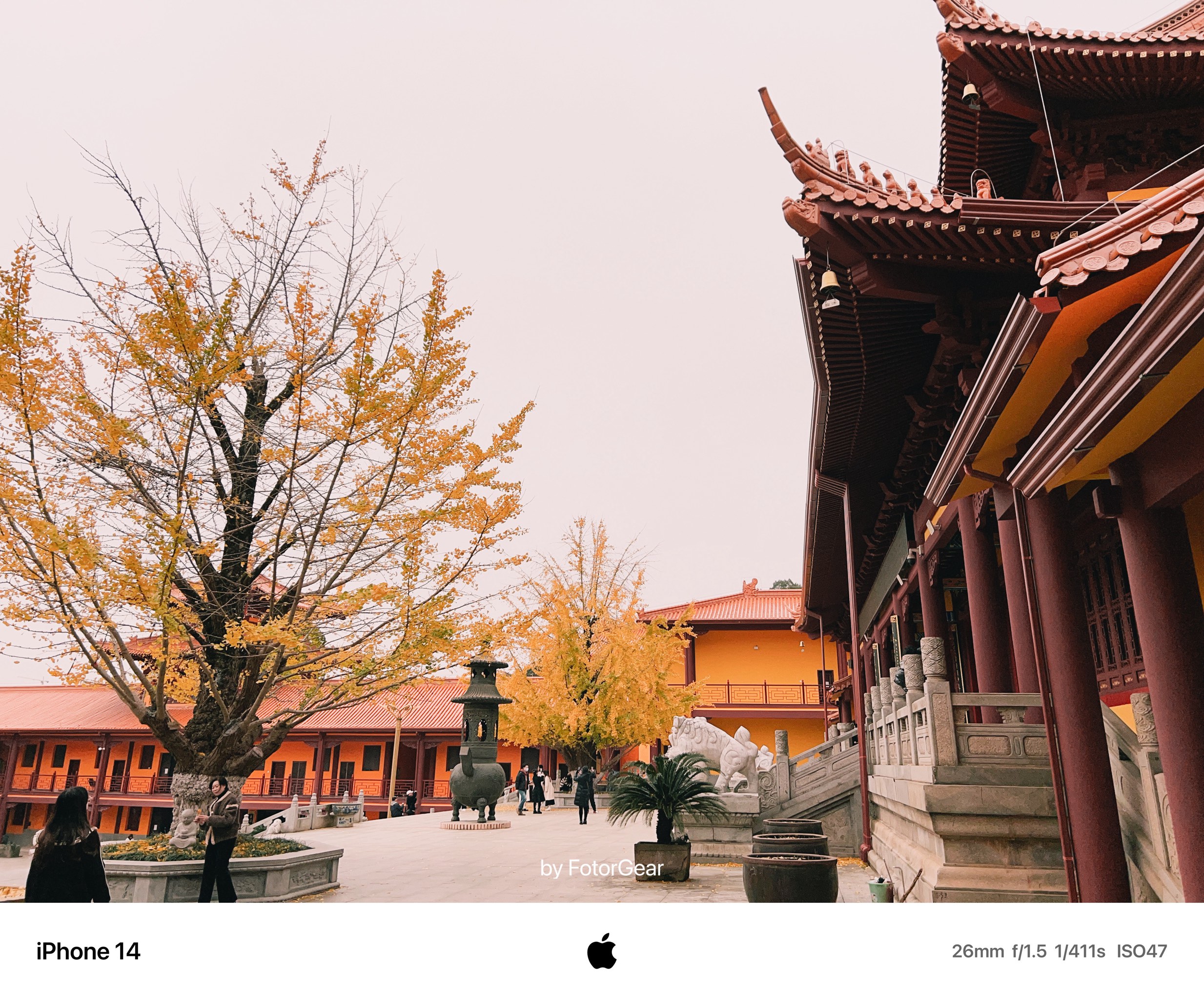 洗心禅寺银杏图片