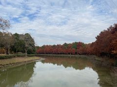 -上海海湾国家森林公园
