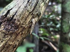 -西双版纳原始森林公园