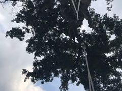 -大树秋千
